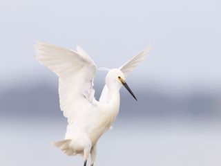 320x240 Wallpaper heron, bird, wings, white