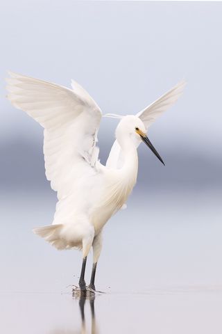 320x480 Wallpaper heron, bird, wings, white
