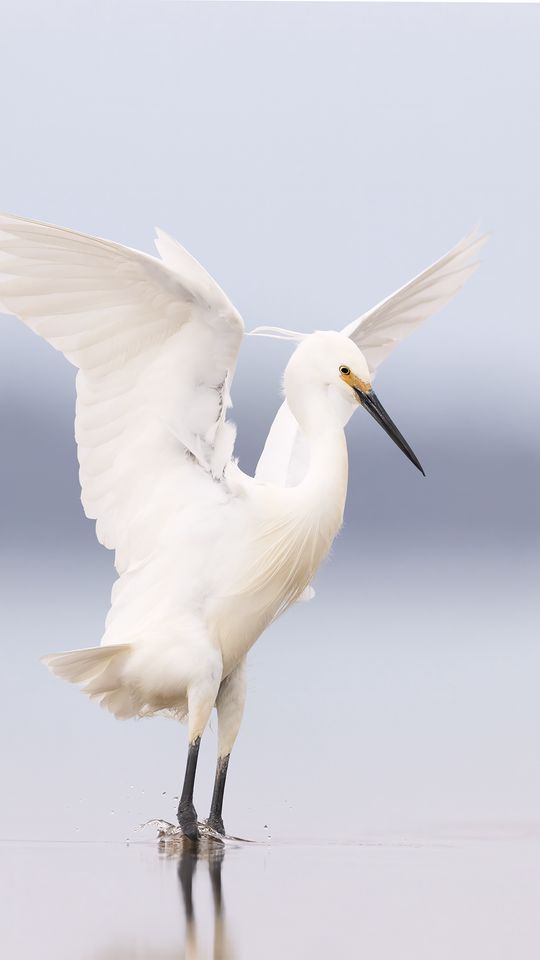 540x960 Wallpaper heron, bird, wings, white