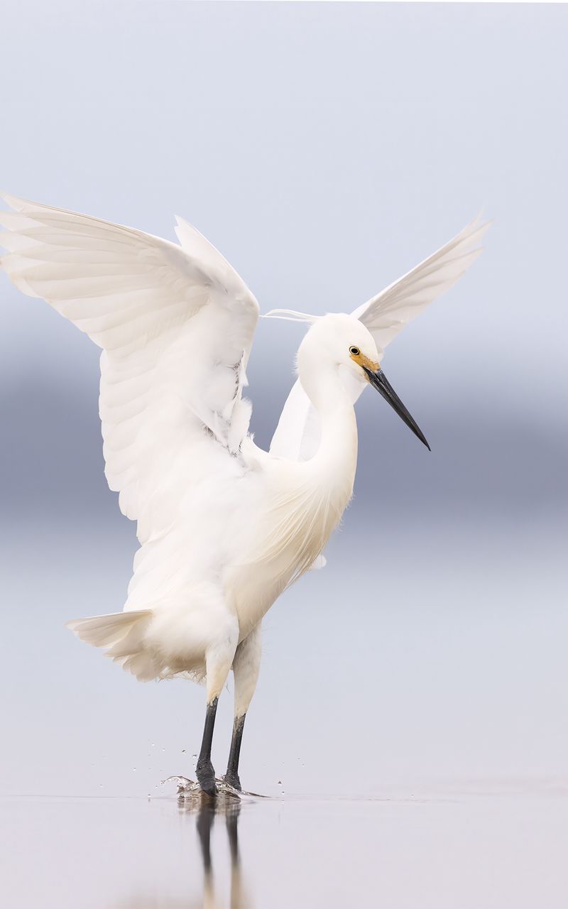 800x1280 Wallpaper heron, bird, wings, white