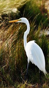 Preview wallpaper heron, birds, grass, feathers, stand