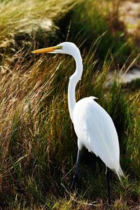 Preview wallpaper heron, birds, grass, feathers, stand