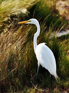 Preview wallpaper heron, birds, grass, feathers, stand