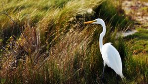 Preview wallpaper heron, birds, grass, feathers, stand