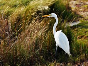 Preview wallpaper heron, birds, grass, feathers, stand