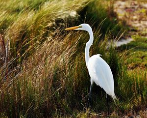 Preview wallpaper heron, birds, grass, feathers, stand