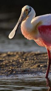 Preview wallpaper heron, color, grass, beak, bird