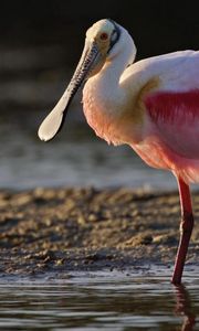 Preview wallpaper heron, color, grass, beak, bird