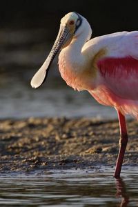 Preview wallpaper heron, color, grass, beak, bird