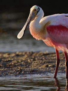 Preview wallpaper heron, color, grass, beak, bird