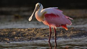 Preview wallpaper heron, color, grass, beak, bird