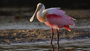 Preview wallpaper heron, color, grass, beak, bird