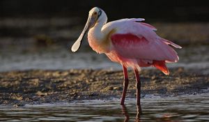 Preview wallpaper heron, color, grass, beak, bird