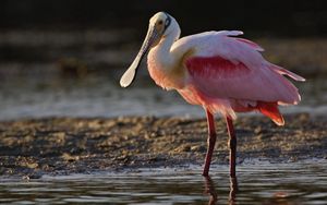 Preview wallpaper heron, color, grass, beak, bird