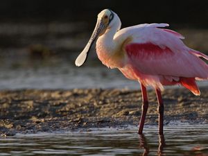 Preview wallpaper heron, color, grass, beak, bird