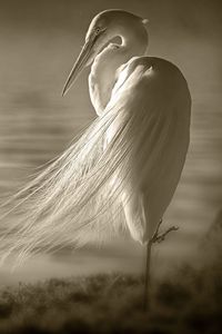 Preview wallpaper heron, feathers, shore, sit, wind