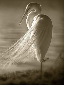 Preview wallpaper heron, feathers, shore, sit, wind