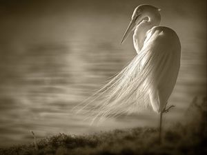 Preview wallpaper heron, feathers, shore, sit, wind