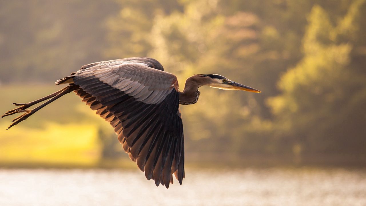 Wallpaper heron, flying, sky, bird