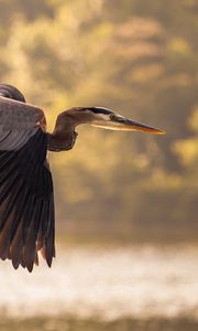 Preview wallpaper heron, flying, sky, bird