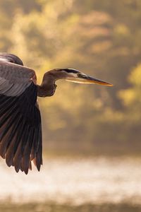 Preview wallpaper heron, flying, sky, bird