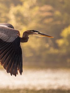 Preview wallpaper heron, flying, sky, bird