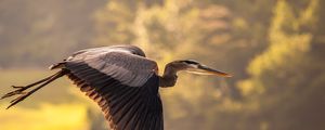 Preview wallpaper heron, flying, sky, bird