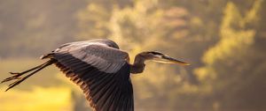 Preview wallpaper heron, flying, sky, bird