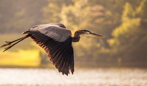 Preview wallpaper heron, flying, sky, bird