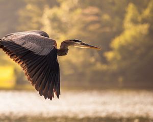 Preview wallpaper heron, flying, sky, bird