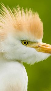 Preview wallpaper heron, head, feathers, background