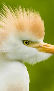 Preview wallpaper heron, head, feathers, background