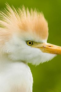 Preview wallpaper heron, head, feathers, background