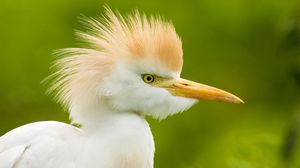 Preview wallpaper heron, head, feathers, background