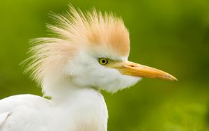 Preview wallpaper heron, head, feathers, background