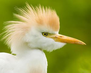 Preview wallpaper heron, head, feathers, background