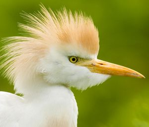 Preview wallpaper heron, head, feathers, background