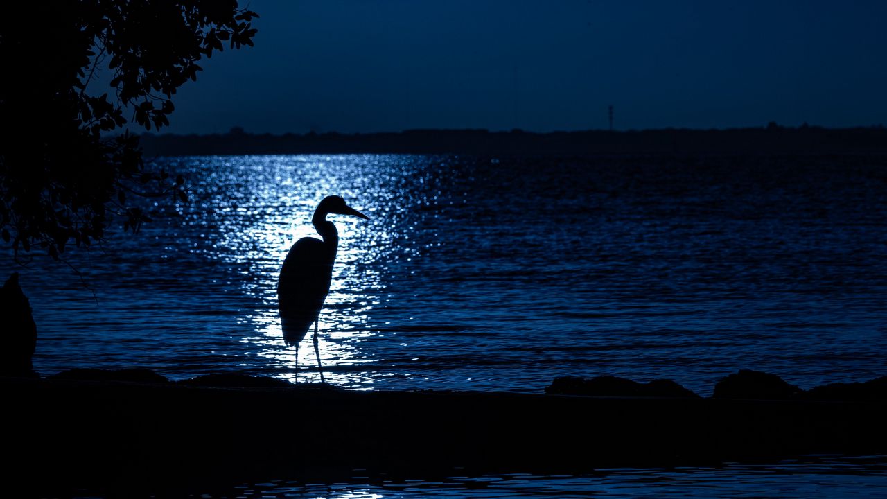 Wallpaper heron, moon, night, silhouette