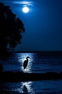 Preview wallpaper heron, moon, night, silhouette