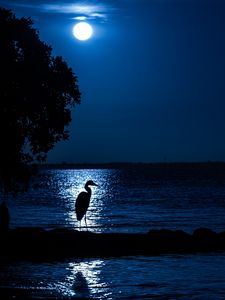 Preview wallpaper heron, moon, night, silhouette