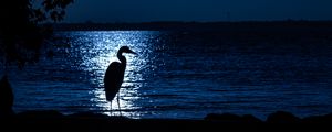 Preview wallpaper heron, moon, night, silhouette