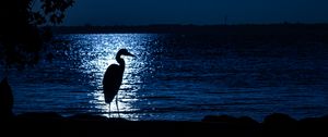 Preview wallpaper heron, moon, night, silhouette