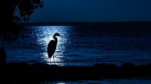 Preview wallpaper heron, moon, night, silhouette
