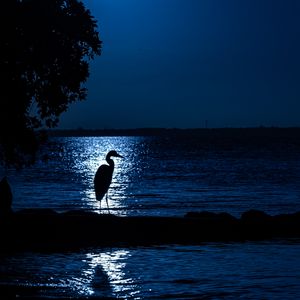 Preview wallpaper heron, moon, night, silhouette