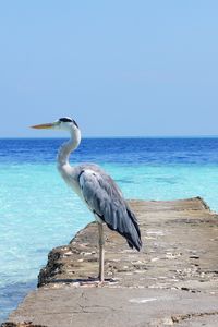 Preview wallpaper heron, sea, ocean, bird