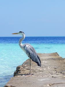 Preview wallpaper heron, sea, ocean, bird