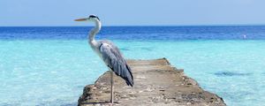 Preview wallpaper heron, sea, ocean, bird