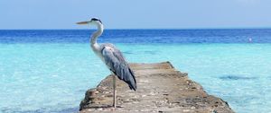 Preview wallpaper heron, sea, ocean, bird