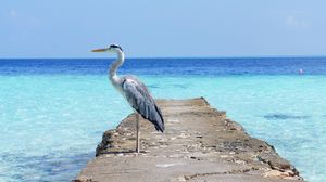 Preview wallpaper heron, sea, ocean, bird