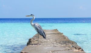 Preview wallpaper heron, sea, ocean, bird